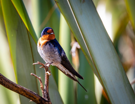 A welcome swallow perches near his nest in the Travis Wetlands, Christchurch, New Zealand