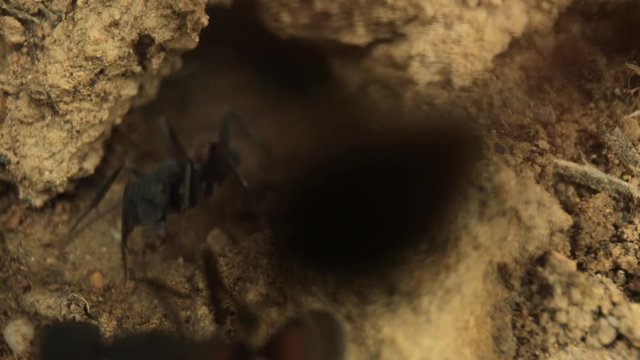 Video footage of ants moving by ant nest