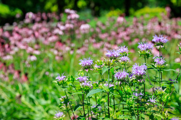 生えているハーブ