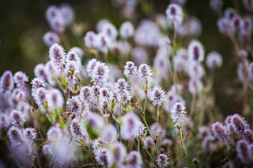 Wild blooming Trifolium arvense flowers, commonly known as hares-foot clover, rabbitfoot clover, stone clover or oldfield clover, flowering plant in the bean family Fabaceae. Floral summer background.