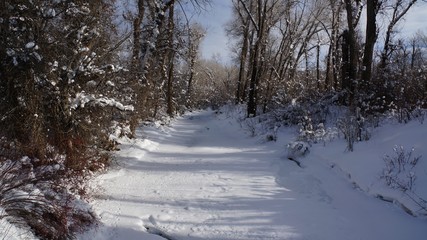winter, snow, landscape, forest, tree, cold, frost, nature, trees, road, white, ice, sky, path, season, park, blue, snowy, scene, frozen, outdoor, weather, wood, country, woods