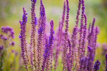 Purple flowers of sage or salvia in sunlight on meadow in summer . Selective soft focus. Blurred background.