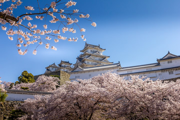 Naklejka premium Cherry blossom and the Himeji castle in Japan