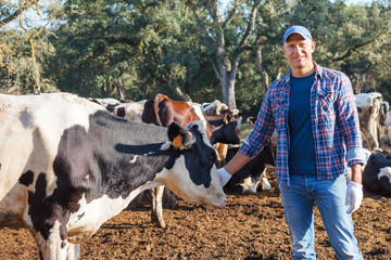 The male farmer is satisfied with his cows and his work.