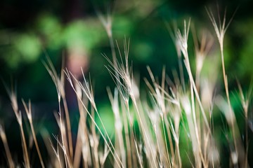 Nature blurred multicolored floral abstract background for desight and decoration. Minimalism. Selective focus. Sunlight.