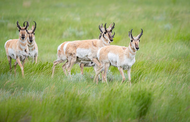 Pronghorn in the Canadian prairies