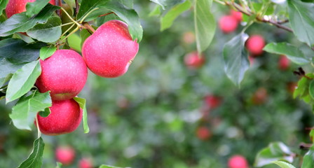 Leckere reife rote Äpfel am Apfelbaum - Apfelernte im Herbst in Südtirol