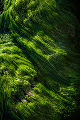 Green water algae