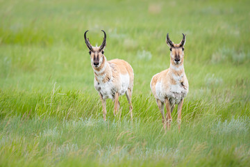 Pronghorn in the Canadian prairies