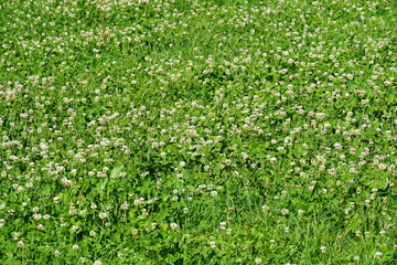 White clover or in Latin Trifolium repens surrounded by green grass can be use as background. Picture was taken during summer sunny day in meadow near forest. 