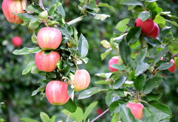 Reife rote Äpfel an einem Ast - Apfelbäume im Sonnenschein im Herbst vor der Apfelernte in Südtirol
