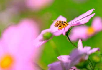 コスモスの蜜を吸うミツバチ