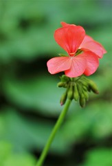 red and white flower