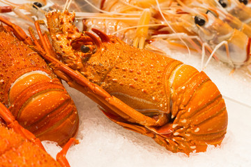 Lobster for sale at Sydney Fish Market