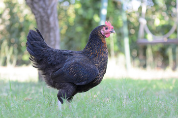 agriculture, animal, beak, bird, black, broiler, chicken, closeup, cock, comb, coop, country, countryside, domestic, domesticated, ecological, egg, eye, farm, farmer, farming, farmyard, feathers, feed