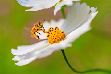 花の蜜を吸うミツバチ