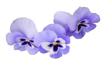 Blue pansies on white isolated background
