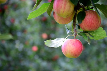 Reife rote Äpfel an einem Ast eines Apfelbaumes kurz vor der Ernte - isoliert und freigestellt vor unscharfen Hintergrund