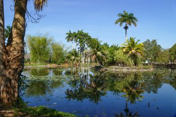 Obraz premium Palm Trees around a Little Lake that Reflects them in Playa Larga, Cuba