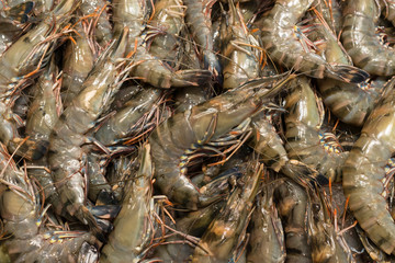 green wild tiger prawns