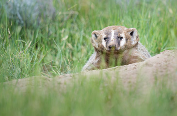 Badger