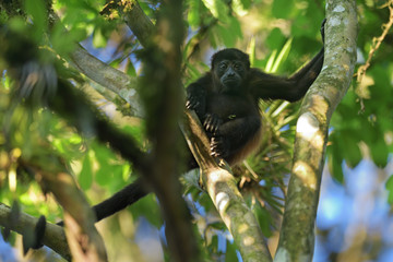 Mantled howler on tree branch
