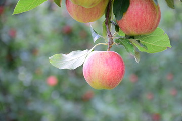 Leckere rote reife Äpfel - Apfelbaum kurz vor der Apfelernte in Südtirol