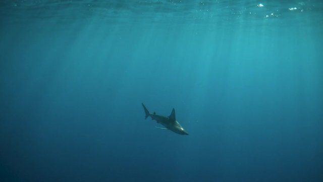 A shark drifts below the surface