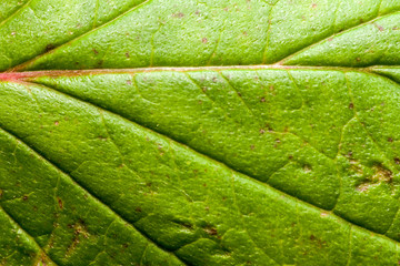 gros plan texture nervure feuille verte