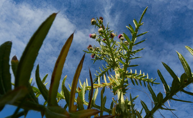 Fototapeta premium Single ring thistle from below, green plant leaves with sharp thorns, the round flower heads are purple and white, blue sky with clouds. Germany, Baden-Wuerttemberg.