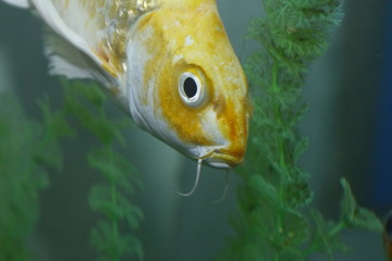 fish 