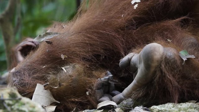 Baby Orangutan & Mother in Sumatran Jungle