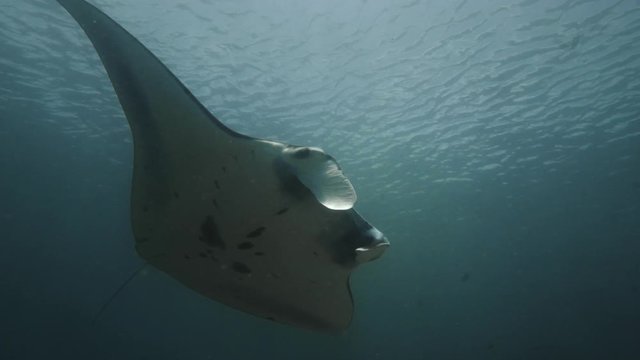 Manta in Komodo