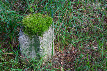 A moss-covered concrete pillar on the edge of the forest