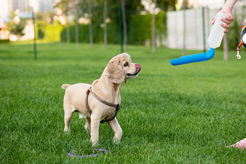 American cocker spaniel drinks water while walking in a city park.