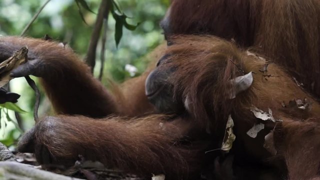 Baby Orangutan & Mother in Sumatran Jungle