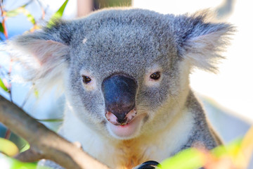 コアラの顔