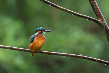 Kingfisher (Eisvogel)