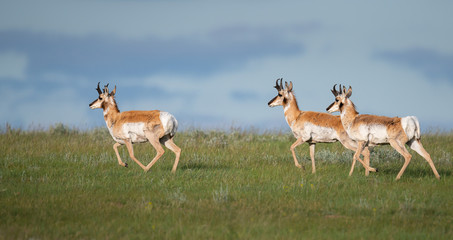 Pronghorn in the Canadian prairies