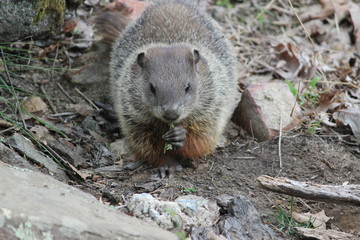 Woodchuck Eating a Leaf