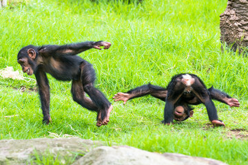 Two baby Chimpanzees playing.