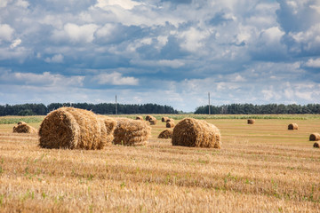 Fototapeta premium Haystacks in rolls on the field in the summer.