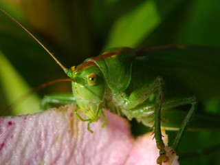 grasshopper on a leaf