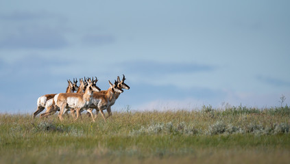 Pronghorn in the Canadian prairies