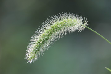 Closeup of Foxtail