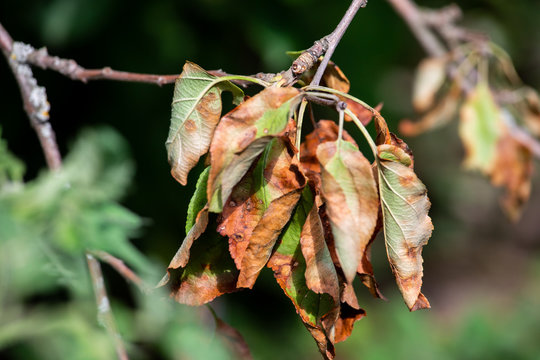 Dry leaves of a fruit tree. Diseases of pears and Apple trees.