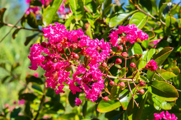 japanese cherry tree in bloom, flowers and plants