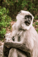 big gray monkey eating from a bag outdoors in asia