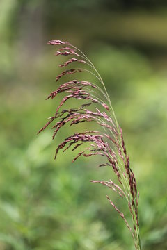 Purple grass