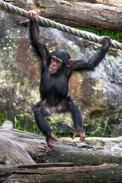 Young Chimpanzee Swinging From A Rope.